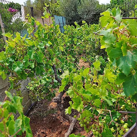 Figs & Grapes * Cosy Small House * Marmari * South Evia 度假居